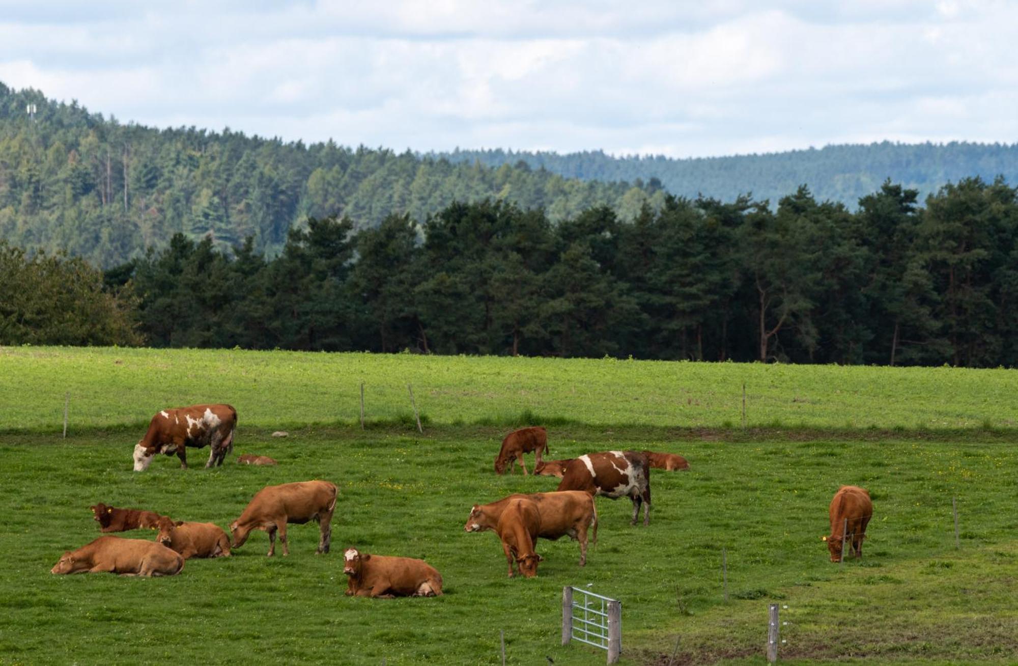Moderne, Gemuetliche Dg-Wohnung In Ruhiger Lage Neunburg vorm Wald Buitenkant foto